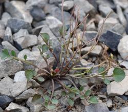 Cardamine glara. Plant with rosette leaves and inflorescence with siliques.
 Image: P.B. Heenan © Landcare Research 2019 CC BY 3.0 NZ